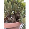 zamia furfuracea 130 cm