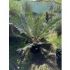 Cycas panzhihuaensis 140 cm