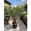 Cycas panzhihuaensis 140 cm