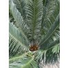 Cycas panzhihuaensis 140 cm