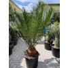 Cycas panzhihuaensis 140 cm