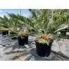 Cycas panzhihuaensis 130 cm