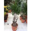 Dracaena marginata, dracena, původ rostliny Španělsko. 90 cm