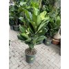 Ficus Lyrata, 130 cm