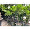 Ficus Lyrata, 130 cm