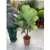 Ficus Lyrata, 130 cm
