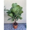 Ficus Lyrata, 130 cm