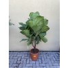 Ficus Lyrata, 130 cm