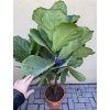 Ficus Lyrata, 130 cm