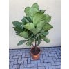 Ficus Lyrata, 130 cm