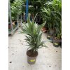 Dracaena deremensis, dracena, . 60 cm