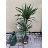 Dracaena deremensis, dracena, . 60 cm