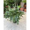 Philodendron xanadu, 50 cm