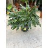 Philodendron xanadu, 50 cm