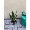 Sansevieria trifasciata laurenti, tchynin jazyk. 20 cm