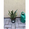 Sansevieria laurenti, tchynin jazyk. 30 cm