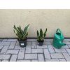 Sansevieria laurenti, tchynin jazyk. 30 cm