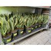 Sansevieria laurenti, tchynin jazyk. 30 cm