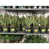 Sansevieria laurenti, tchynin jazyk. 30 cm
