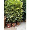 SCHEFFLERA 130 CM