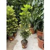 SCHEFFLERA 100 CM