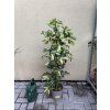 SCHEFFLERA 130 CM