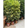 SCHEFFLERA 130 CM
