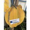 Averrhoa carambola 150 cm