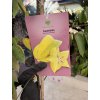 Averrhoa carambola 150 cm