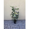 Averrhoa carambola 150 cm