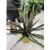 Ananas comosus  60 cm