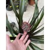 Ananas comosus  60 cm