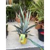 Ananas comosus  60 cm