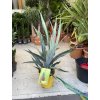 Ananas comosus  60 cm