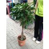 Ficus Amstel King, původ rostliny Španělsko. 120 cm