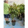 Ficus Amstel King 160 cm
