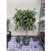 Ficus Amstel King, původ rostliny Španělsko. 120 cm