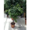 Ficus Amstel King, původ rostliny Španělsko. 120-130 cm