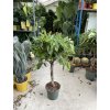 Ficus Amstel King 140 cm