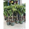 Ficus Amstel King 140 cm