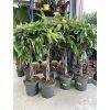 Ficus Amstel King 160 cm
