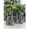 Ficus Amstel King 160 cm