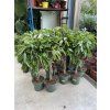 Ficus Amstel King 160 cm