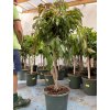 Ficus Amstel King 140 cm