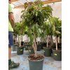 Ficus Amstel King 160 cm