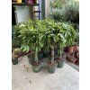 Ficus Amstel King 160 cm
