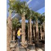 TRACHYCARPUS FORTUNEI, VÝŠKA 450 CM, KMEN 300 CM