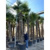 TRACHYCARPUS FORTUNEI, VÝŠKA 450 CM, KMEN 300 CM