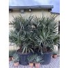 Rhapidophyllum hystrix, mrazuvzdorná palma, 215 cm +