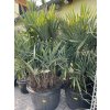 Rhapidophyllum hystrix, mrazuvzdorná palma, 215 cm +